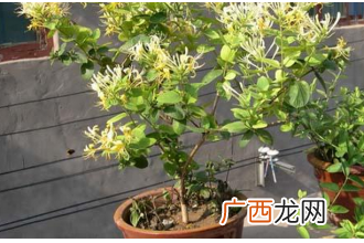 盆栽金银花的养殖方法
