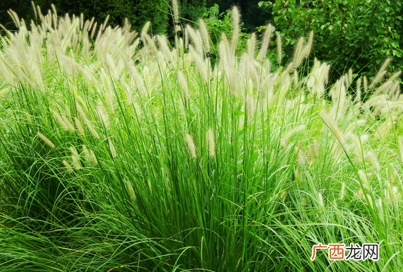 狼尾草的功效与作用 狼尾草的药用价值