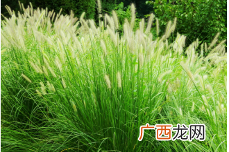 狼尾草的功效与作用 狼尾草的药用价值