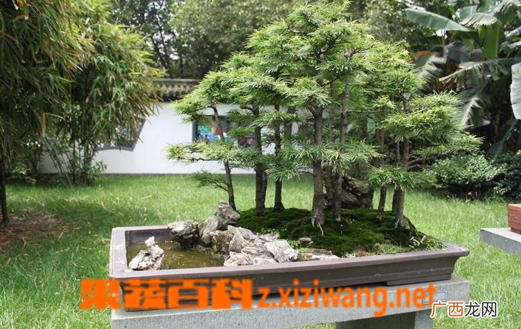 盆景金钱松的养护方法 金钱松的养殖技巧