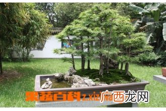 盆景金钱松的养护方法 金钱松的养殖技巧