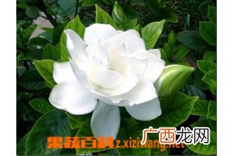 栀子花叶子发黄是什么原因/怎么办