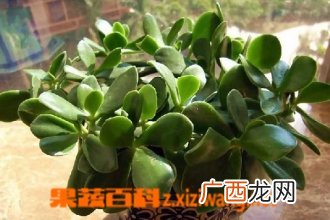 玉树的养殖方法 养殖玉树的注意事项