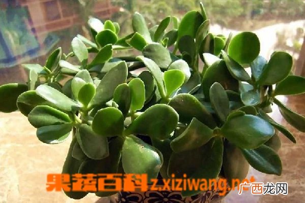 玉树的养殖方法 养殖玉树的注意事项