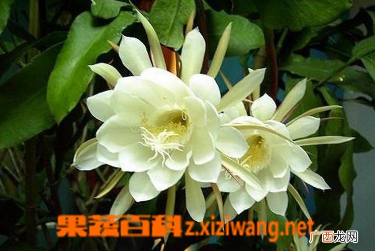昙花盆栽养植方法和注意事项