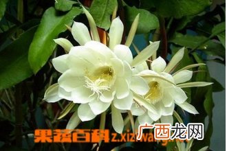 昙花盆栽养植方法和注意事项