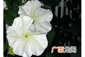 月光花的功效与作用