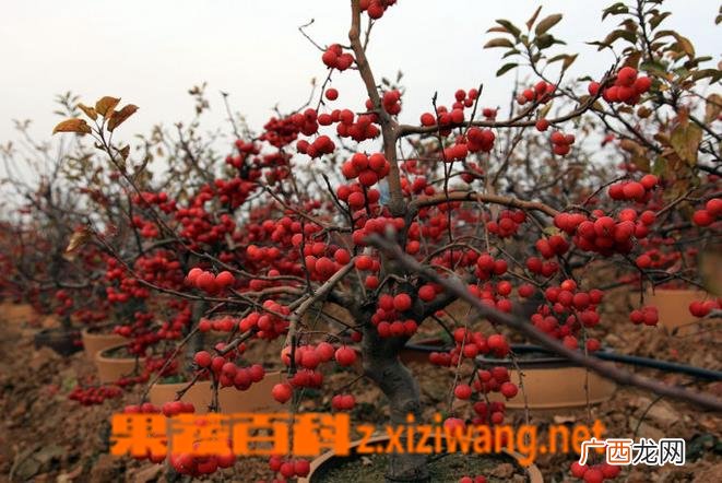 冬红果的养护方法 冬红果的养殖技巧