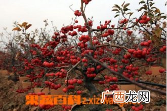 冬红果的养护方法 冬红果的养殖技巧