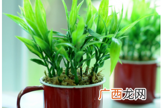 开运竹的养殖方法与注意事项