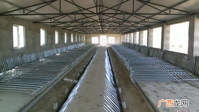 豪猪养殖 猪苗养殖基地15 20公斤