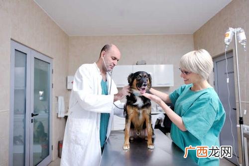 如何成为一名兽医 学兽医开养殖场