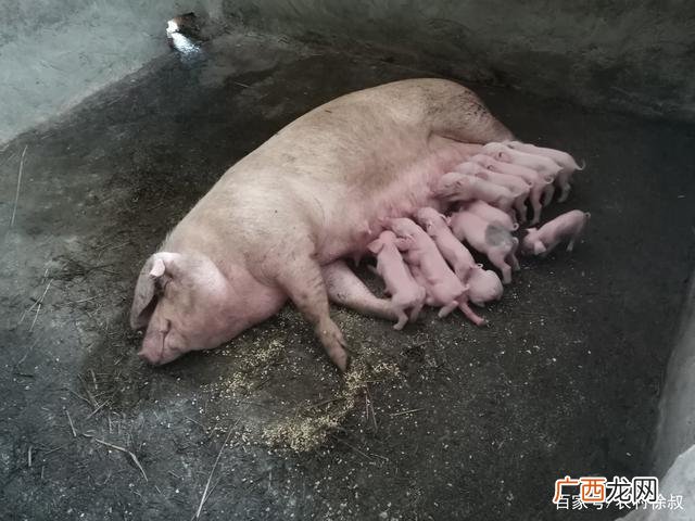 养乳猪图片 乳猪养殖价值分析