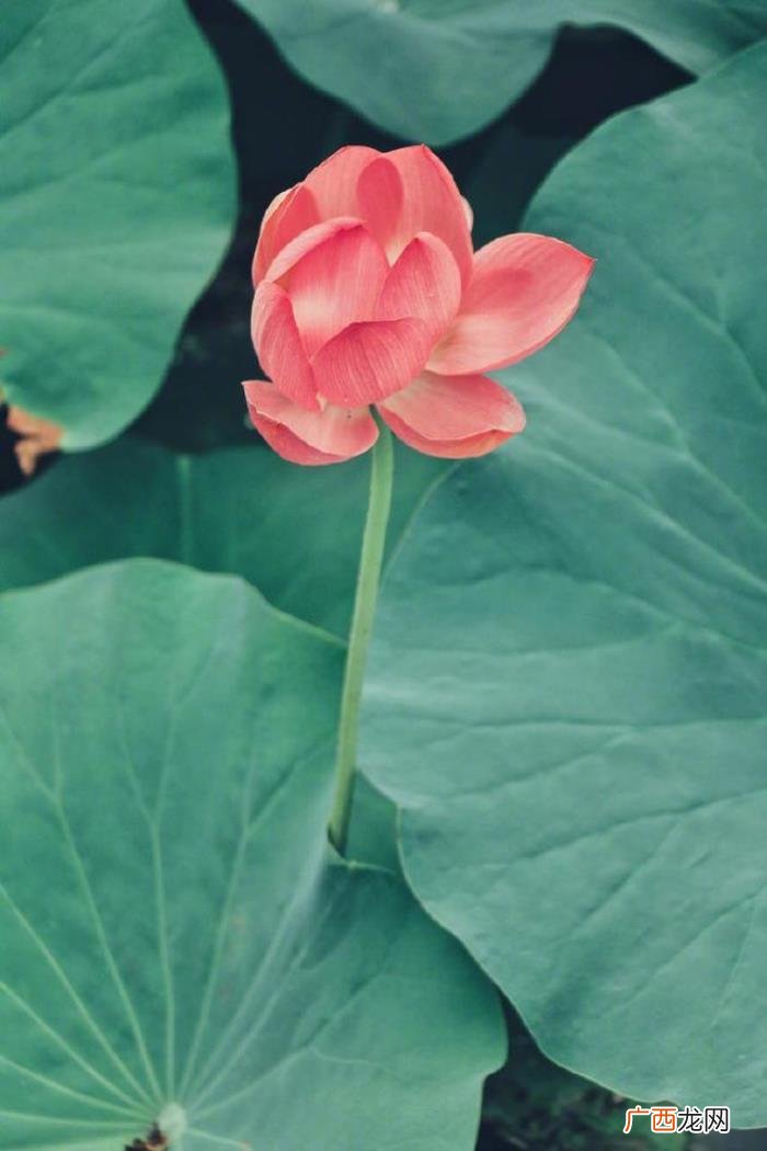 让自己平静下来的句子 净化心灵的句子