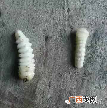 怎样分辨蚁王和蚁后 蚁王蚁后是怎么产生的