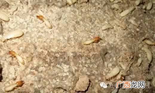 怎样分辨蚁王和蚁后 蚁王蚁后是怎么产生的