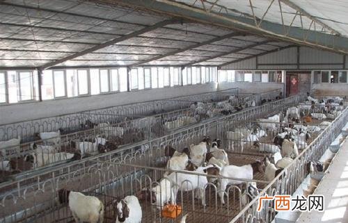养殖场山羊 山羊养殖吧
