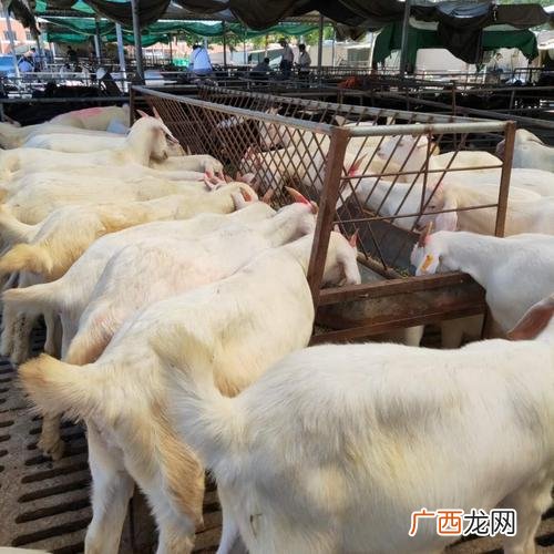 养殖场山羊 山羊养殖吧