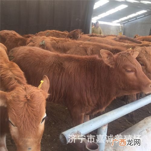 南方适合养殖什么 适合南方养殖
