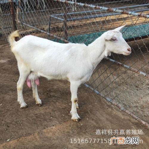 羊奶未来市场趋势 中国奶羊养殖现状