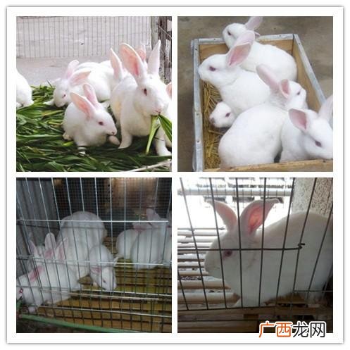 哪里有兔子养殖场 肖县有兔子养殖场吗