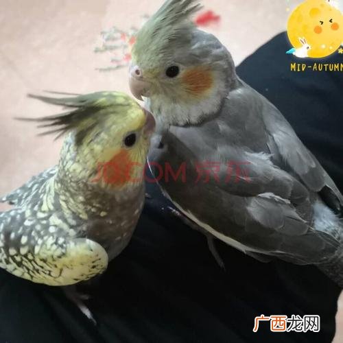 约克夏猪 约克猪养殖