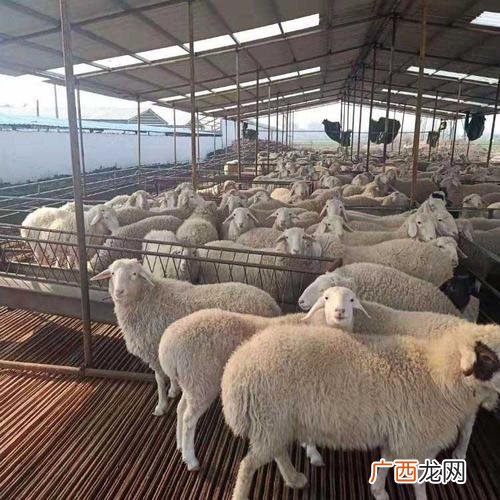 小尾寒羊的饲养与管理 专业小尾寒羊养殖