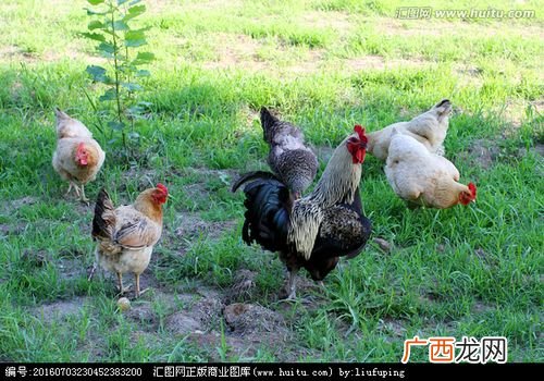 土鸡蛋鸡养殖 土鸡生态养殖
