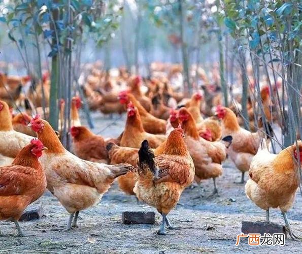 土鸡蛋鸡养殖 土鸡生态养殖