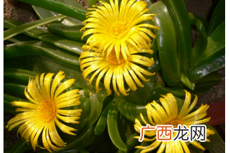 佛手花的功效与作用
