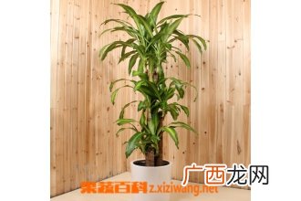 巴西木的养殖养护方法