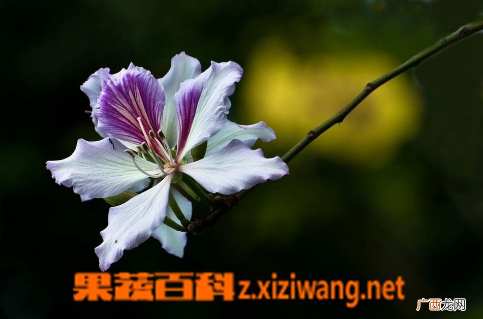 如何区分紫荆花与羊蹄甲花