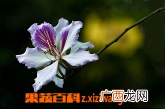 如何区分紫荆花与羊蹄甲花