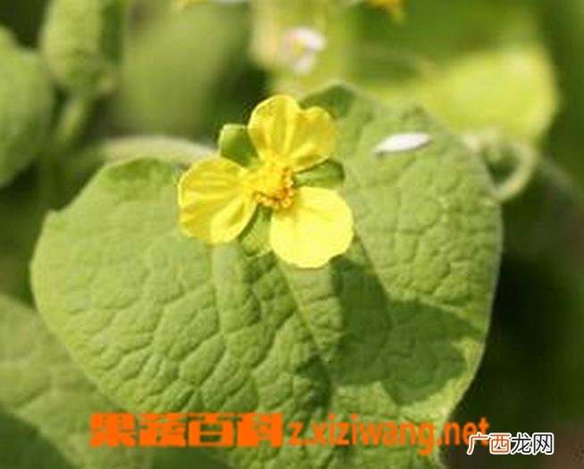马蹄香图片 马蹄香的养殖方法
