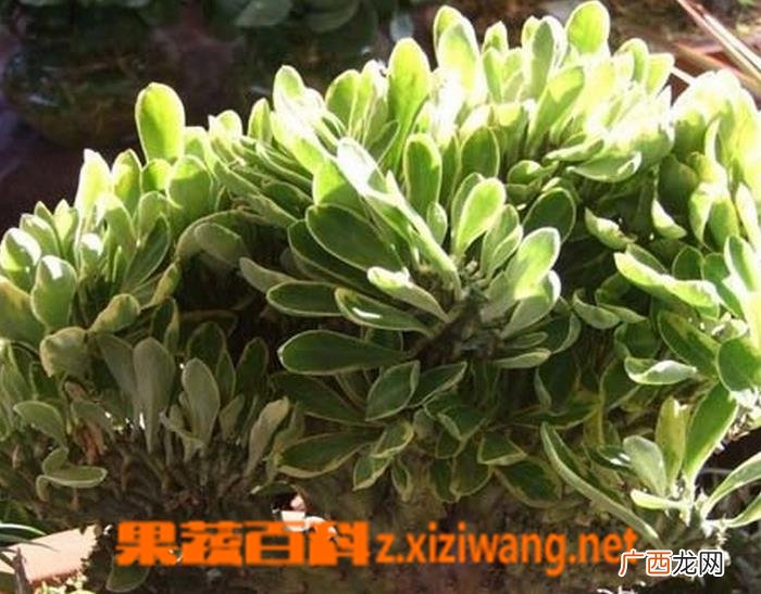 金麒麟的养殖方法 种植金麒麟要注意哪些