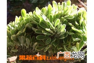 金麒麟的养殖方法 种植金麒麟要注意哪些
