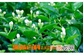茉莉花的养殖教程 茉莉花的养殖方法