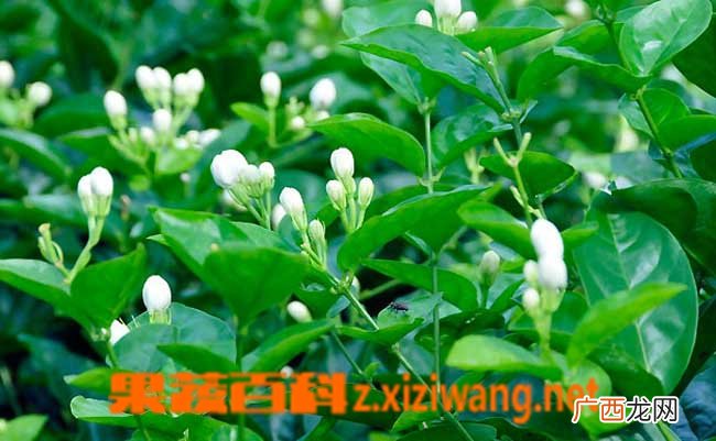 茉莉花的养殖教程 茉莉花的养殖方法