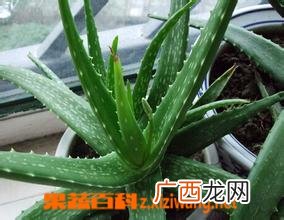 芦荟的功效与作用 芦荟的用途有哪些