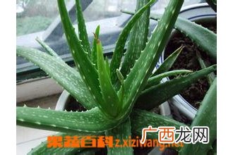 芦荟的功效与作用 芦荟的用途有哪些