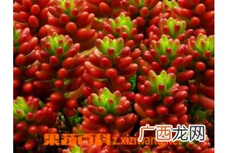 虹之玉的养殖方法注意事项