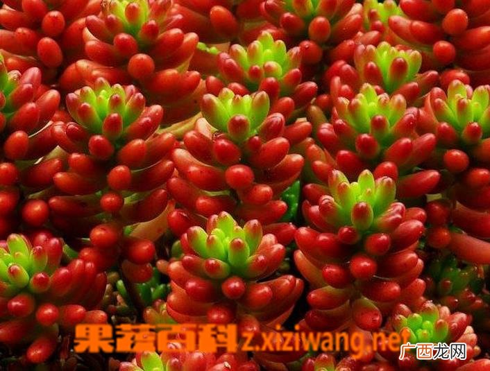 虹之玉的养殖方法注意事项
