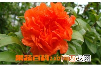 石榴花养殖方法及注意事项