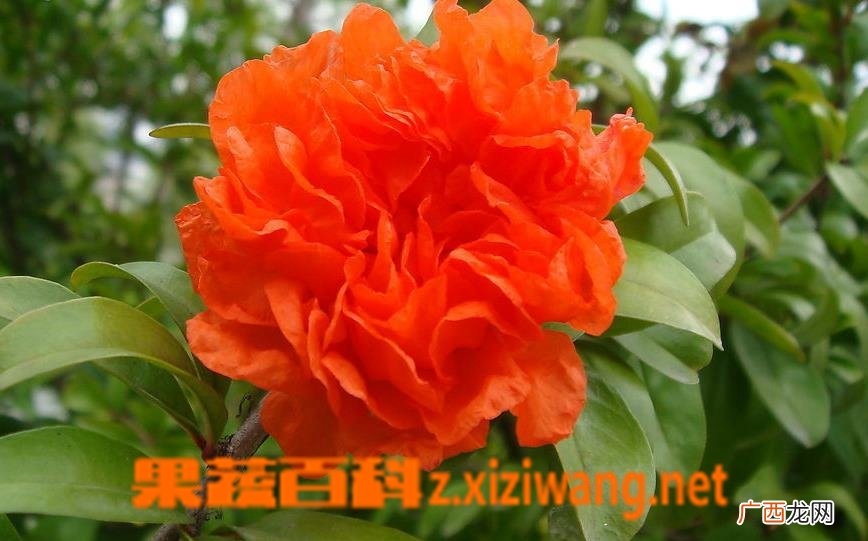 石榴花养殖方法及注意事项