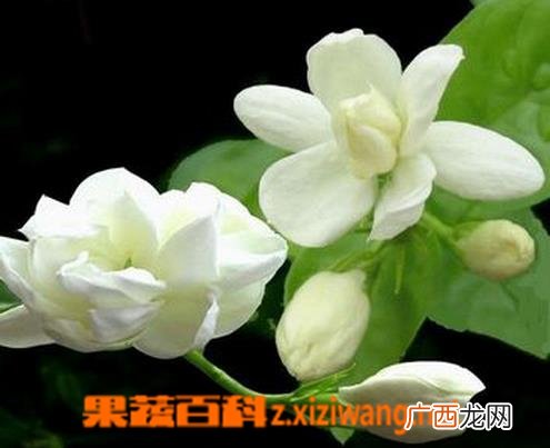 非洲茉莉的养殖方法和注意事项