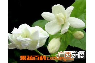 非洲茉莉的养殖方法和注意事项