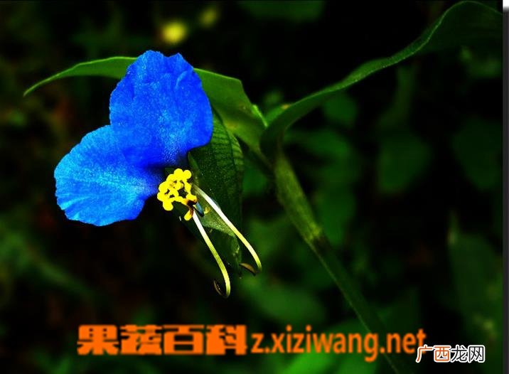 月姑草图片 月姑草的功效与作用