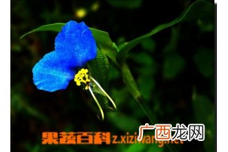 月姑草图片 月姑草的功效与作用