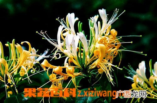 金银花采摘时间及采摘方法