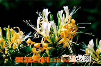 金银花采摘时间及采摘方法